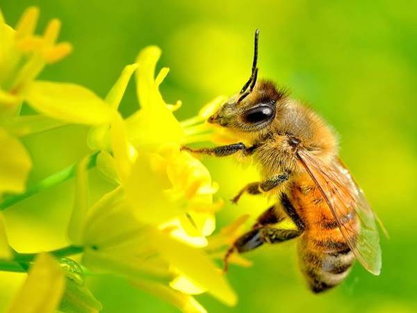 Con ong số mấy? Nằm mơ thấy con ong có ý nghĩa tốt hay xấu?