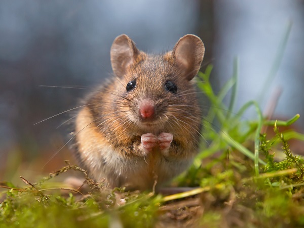 Nằm mơ thấy chuột đánh con gì ăn chắc thắng độc đắc?