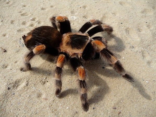 Nằm mơ thấy nhện đánh con gì ăn chắc thắng độc đắc?
