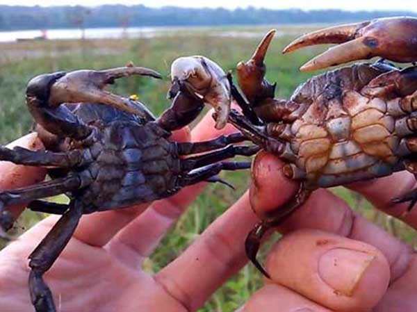 Nằm mơ thấy đi bắt cua đồng ẩn ý điều gì tốt hay xấu?