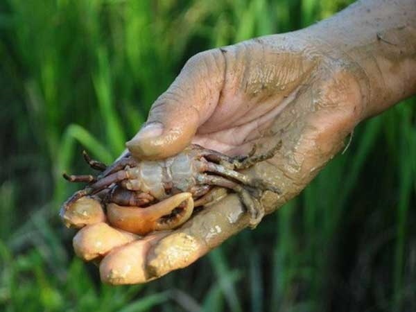 Nằm mơ thấy đi bắt cua đồng ẩn ý điều gì tốt hay xấu?