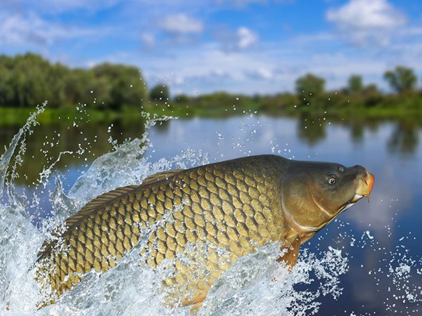 Nằm mơ thấy cá khổng lồ là điềm gì, báo mộng tốt hay xấu?