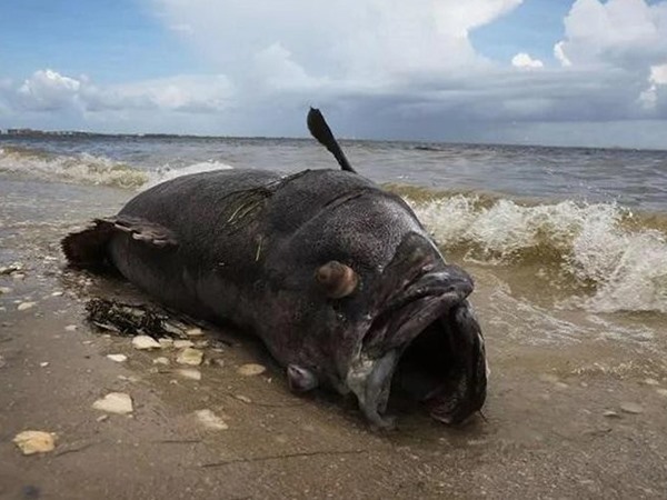 Nằm mơ thấy cá khổng lồ là điềm gì, báo mộng tốt hay xấu?