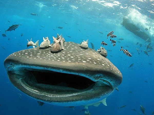 Nằm mơ thấy cá lớn là điềm gì, có phải cát mộng?