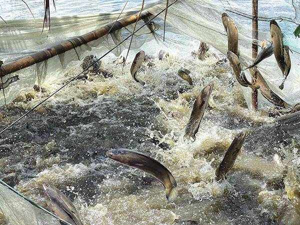 Nằm mơ thấy cá lóc hên hay xui, là điềm gì, số mấy?