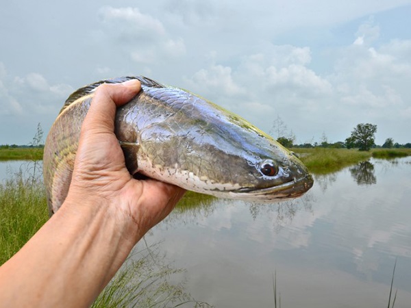 Nằm mơ thấy cá lóc hên hay xui, là điềm gì, số mấy?