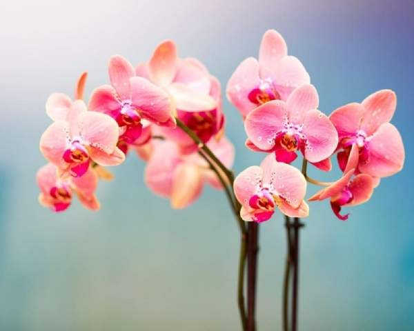 Nằm mơ thấy hoa lan là điềm gì? Liệu may mắn có đến không?