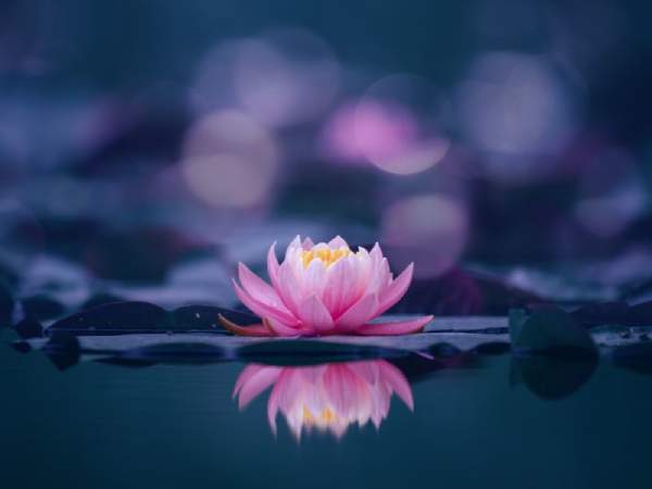 Liệu nằm mơ thấy hoa sen là điềm gì cho vận trình sắp tới?